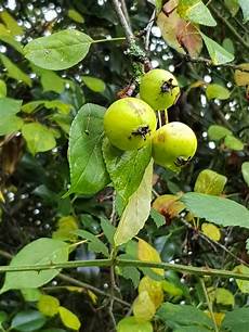 Apple Fruit Shape