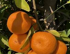 Apricot Fruit Shape
