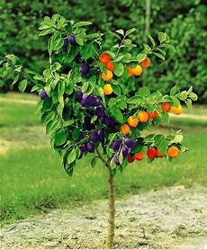 Apricot Fruit Shape