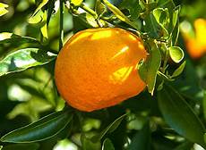 Citrus Fruit Peels