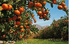 Citrus Fruits Farming
