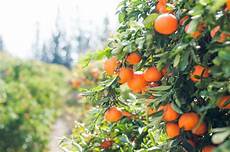 Citrus Fruits Farming