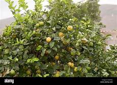 Citrus Fruits Grower