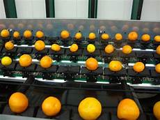 Citrus Fruits Production
