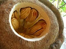 Dry Fruit Nut