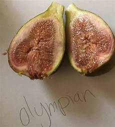 Fig Fruit Shapes