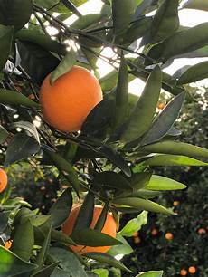 Fruit Apricot