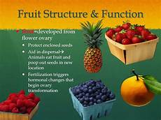 Functional Fruit Shape