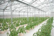 Greenhouse Covering