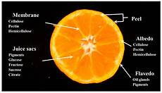Orange Citrus Fruit
