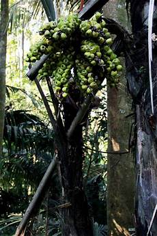 Palm Fruit