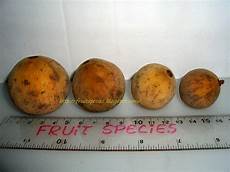 Peach Fruit Shapes