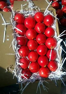 Pomegranate Fruit Shape