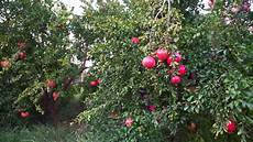 Pomegranate Fruit Shapes