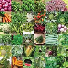 Standard Vegetable Seeds