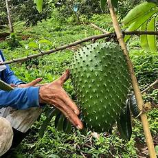 Dried Fruit Products
