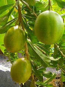 Dried Tropical Fruits
