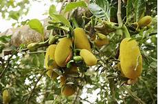 Dried Tropical Fruits