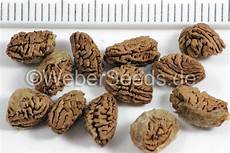 Dried Tropical Fruits