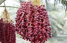 Fruit Exporter