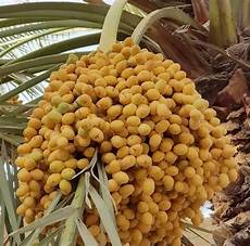 Fruit Exporter