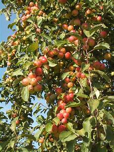 Organic Fruits Production