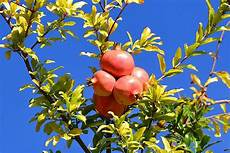 Pomegranate Fruit Shape