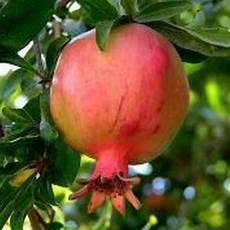 Pomegranate Fruit Shape