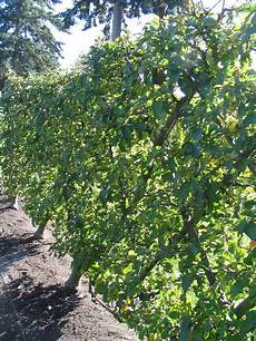 Pomegranate Fruit Shapes