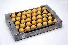 Wholesale Fresh Fruits